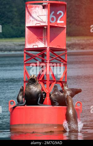USA, Alaska, Petersburg. Steller sea lions (Eumetopias jubatus) on red buoy marker 62. Stock Photo