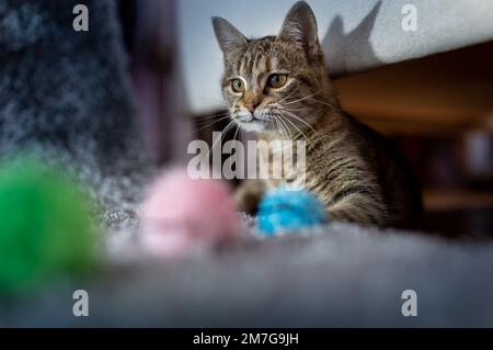 Close up of playful small tabby cat hiding under sofa and hunting colorful toy Stock Photo