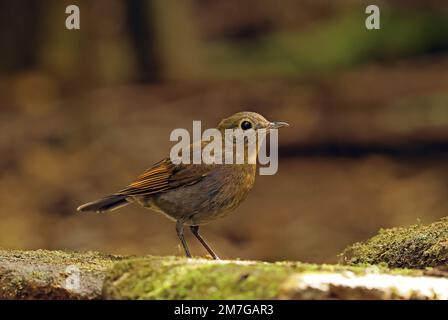 White-tailed Blue Robin (Myiomela leucura leucura) adult female standing on mossy rock  Da Lat, Vietnam.                     December Stock Photo