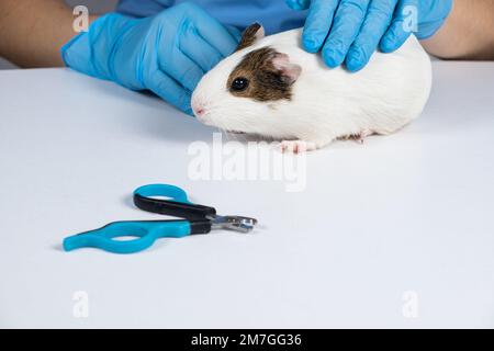Nail clippers for rodents and guinea pig on a white background Stock Photo