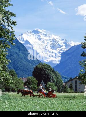 Horse carriage ride through field with Yungfrau Mountain behind, Interlaken, Bern, Switzerland Stock Photo