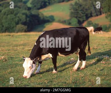 Holstein Friesian dairy cow in milk on grass pasture, Devon Stock Photo ...