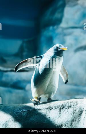Gentoo penguin spreading wings close-up. Antartic climate, wildlife, ecology concept Stock Photo