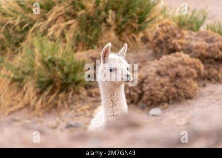 Young lama glama walking in the wild of Atacama, the dryest desert of the world in Chile Stock Photo