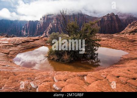 Life giving water pockets in the petrified sand dunes in Snow Canyon State Park, Utah, USA.  Rain and snow accumulate in these small basins. Stock Photo