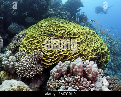 Yellow salad coral (Turbinaria reniformis) . Diver in the background. Dive site Elphinstone Reef, Red Sea, Egypt Stock Photo