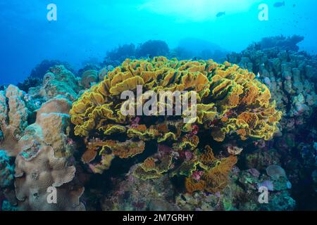 Yellow salad coral (Turbinaria reniformis) in the backlight. Dive site House Reef, Mangrove Bay, El Quesir, Red Sea, Egypt Stock Photo