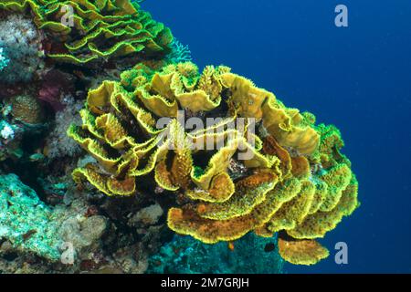 Yellow salad coral (Turbinaria reniformis) . Dive site House Reef, Mangrove Bay, El Quesir, Red Sea, Egypt Stock Photo