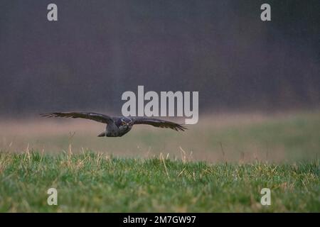 Northern goshawk (Accipiter gentilis) in flight Stock Photo