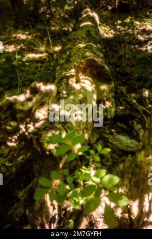 Natures chaos; natural environmental patterns formed by shapes in an ancient woodland Stock Photo