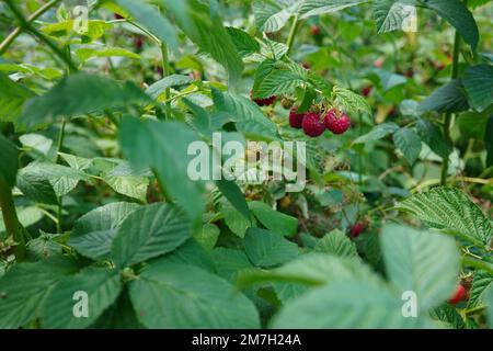 Ripe red raspberries fruits and green leaves in the bush in the garden Stock Photo