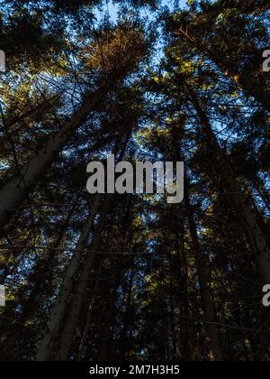 Pine forest canopy from the ground looking up, golden sunshine blue sky dark Stock Photo