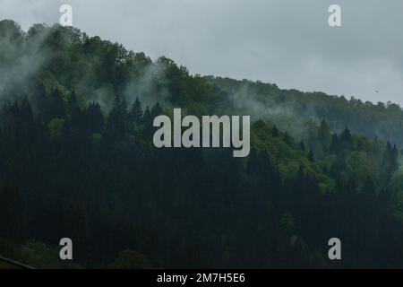 Pine and leaf trees forest at the rainy foggy weather. At the mountains. Distant view in Carpathians, Ukraine Stock Photo