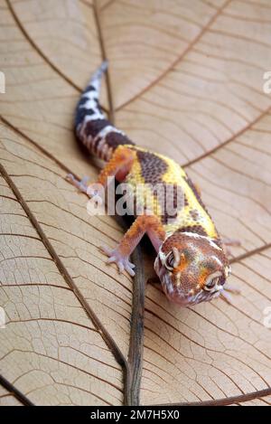 Leopard gecko on a leaf Stock Photo