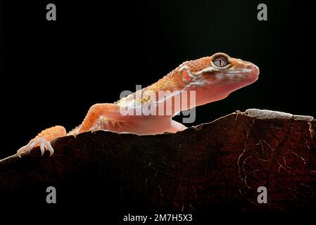 Leopard gecko on a leaf Stock Photo