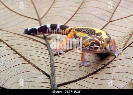 Leopard gecko on a leaf Stock Photo