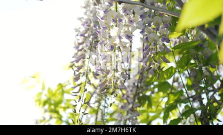 Japanese wisteria blooms in spring. Grones of purple wisteria flowers close-up on a background of green leaves. Spring bloom in garden. Stock Photo