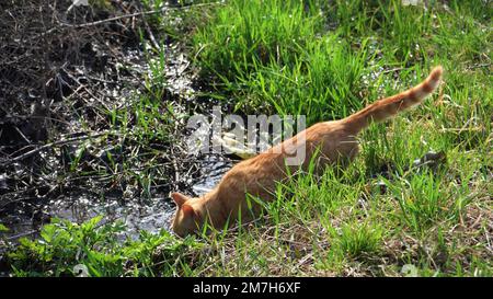 young ginger cat outdoors in the sun in spring near the stream. the cat drinks water from the river. pet resting in nature. Stock Photo