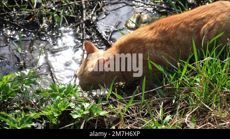 young ginger cat outdoors in the sun in spring near the stream. the cat drinks water from the river. pet resting in nature. Stock Photo