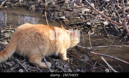 young ginger cat outdoors in the sun in spring near the stream. the cat drinks water from the river. pet resting in nature. Stock Photo