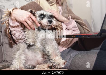 Gray schnauzer dog sits on a sofa and looks up at his beloved mistress, female hands stroke a happy dog. Stock Photo