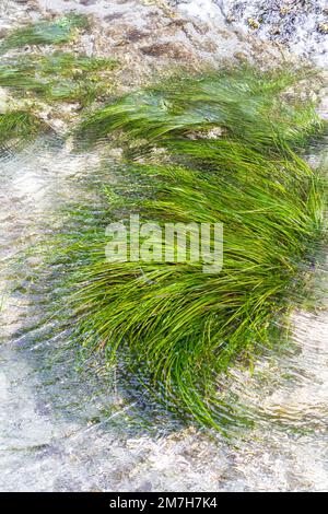 Bright green common eelgrass (Zostera marina), also known as seawrack, growing in a shallow tide pool at the Hole-in-the-Wall sea arch at Rialto Beach Stock Photo