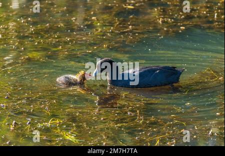 Australian coot (Fulica atra australis)  are medium-sized water birds that are members of the rail family. Stock Photo