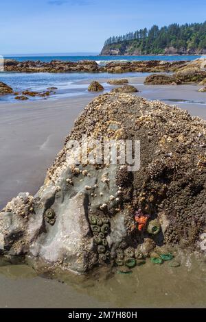 Marine life on a large rock and in a tide pool at Third Beach, Olympic National Park, Washington, USA, with Teahwhit Head in the background. Stock Photo