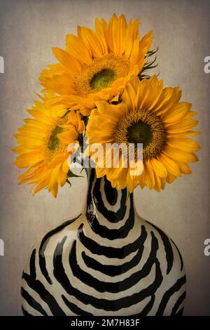 Three Sunflowers In Striped Vase Stock Photo