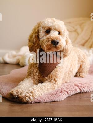 Cockapoo dog sitting on rug wearing a brown bandana Stock Photo - Alamy