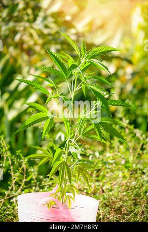 Marijuana leaves - cannabis plant tree growing in pot on nature green background, Hemp leaf for extract medical healthcare natural Stock Photo