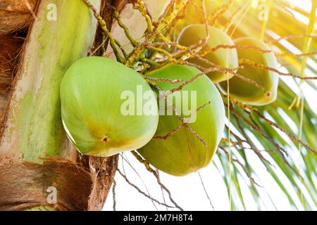 Young coconut fruit on the coconut tree,  fresh green coconut palm tree tropical fruit on plant in the garden on summer Stock Photo