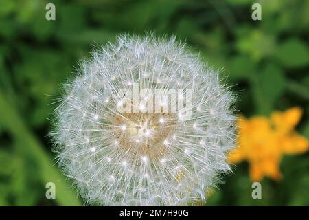 Dandelion flower seed head Stock Photo