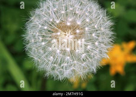 Dandelion flower seed head Stock Photo