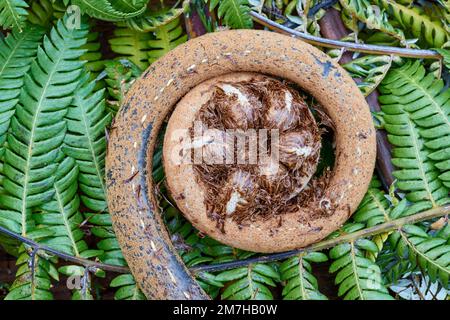 New Zealand tree fern koru Stock Photo