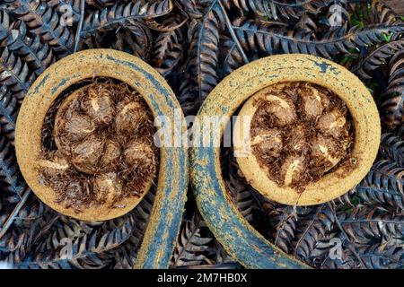 Two New Zealand tree fern koru fronds Stock Photo