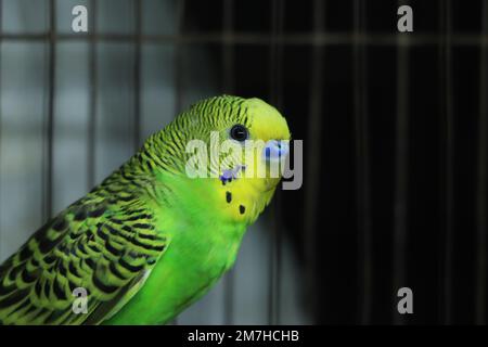 Green budgerigar parrot close up sits on cage near the mirror. Cute green budgie. Stock Photo
