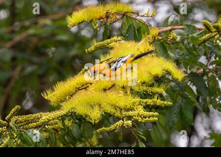 The Altamira oriole (Icterus gularis), Carara National Park, Costa Rica Stock Photo