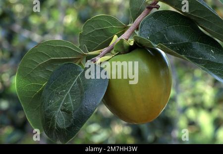 PERSIMMON FRUIT (DIOSPYROS KAKI) RIPENING ON TREE. AUSTRALIA. Stock Photo