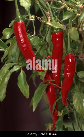 RED CHILLIES GROWING ON PLANT Stock Photo