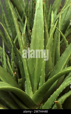 ALOE VERA PLANT Stock Photo - Alamy