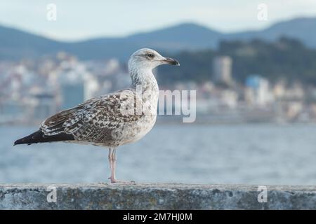 juvenile yellow legged gull with first winter plumage standing close up view Stock Photo