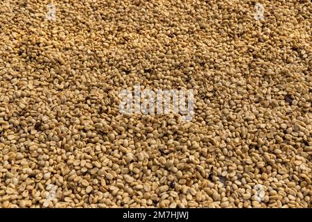 Dry coffee beans are drying on the table on a coffee plantation, Vietnam Stock Photo