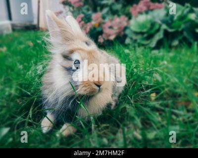 close up. little rabbit on the green grass Stock Photo