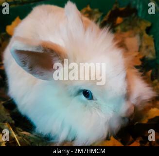 close up. white dwarf rabbit on green grass. Stock Photo