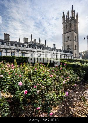 The rose garden of Oxford Oxford Botanic Garden against the backdrop of Magdalen College and Magdalen CollegeTower, Oxfordshire, South East England Stock Photo