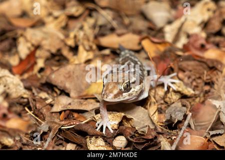 Small Lizard, Ocelot gecko (Paroedura picta) is a crepuscular endemic ground-dwelling gecko found in leaf litter in Madagascar forests, Kirindy Forest Stock Photo