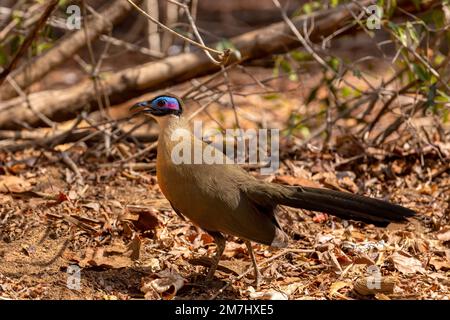 Giant coua (Coua gigas) is a bird species from the coua genus in the cuckoo family that is endemic to the dry forests of western and southern Madagasc Stock Photo