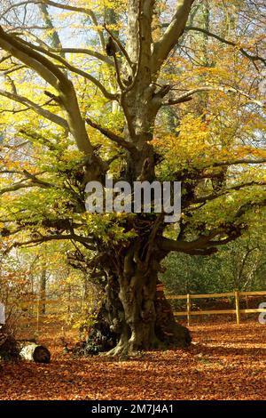 Vintage Beech Tree in Buckholt Wood - Fagus sylvatica Stock Photo