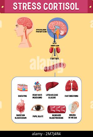 Stress cortisol system scheme illustration Stock Vector Image & Art - Alamy